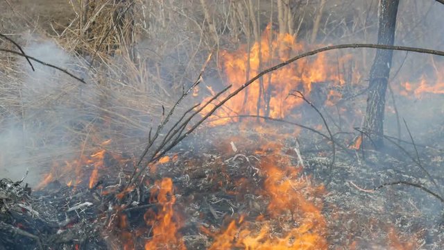 Dangerous wild fire in nature, burns dry grass. Burnt black grass in a forest glade