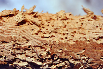 Tree branch texture with termite holes, natural wooden organic background texture close up detail