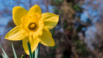 Wild Daffodil, Narcissus flower close up view with blurred trees on background and blue sky. Spring floral background. Yellow fresh spring flowers - 259771990