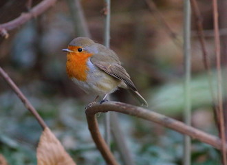 Man has always been fascinated by the red-breasted bird robin