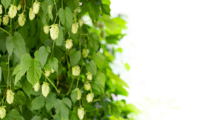Green hop plantation on white background with copy space. Hop cones and leaves. Beer concept.