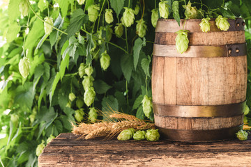 Beer barrel on rustic wooden table in front of green hop plantation.