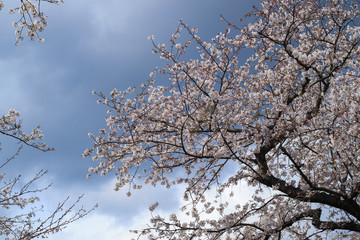 桜