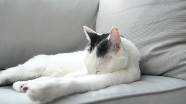 abby domestic shorthair cat grooming on the sofa looking at camera  4k video