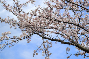 桜