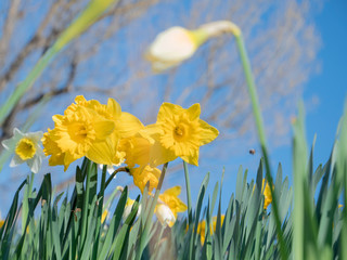 Wild Daffodil, Narcissus flower close up view with blurred trees on background and blue sky. Spring floral background. Yellow fresh spring flowers - 259772547
