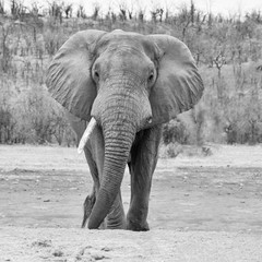 Obraz premium African Elephant Bull