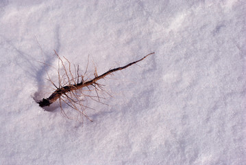 Old dry root on white snow background, close up detail