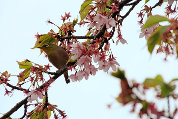 Mejiro during Sakura season in a cherry blossom tree in Tokyo, Japan