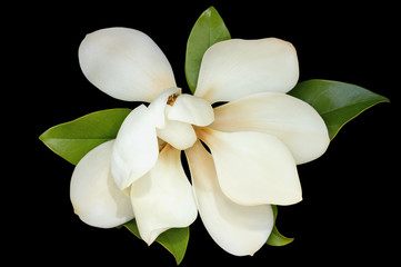 One flower of magnolia ( Magnolia grandiflora ) on black background © Olga Iljinich