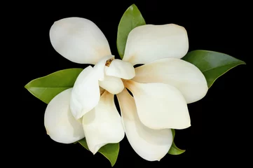 Fototapeten One flower of magnolia ( Magnolia grandiflora ) on black background © Olga Iljinich