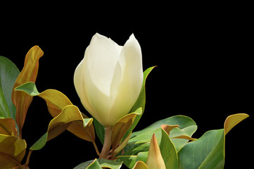 Beautiful white flower of magnolia ( Magnolia grandiflora ) with green leaves isolated on black background