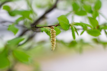 Ramo di betulla marrone con foglie verdi brillante e infiorescenze di colore giallo