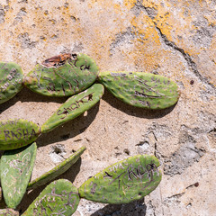 Stone wall texture background