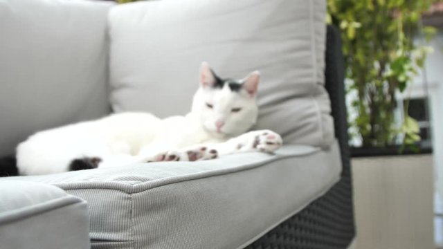 abby domestic shorthair cat grooming on the sofa looking at camera  4k video