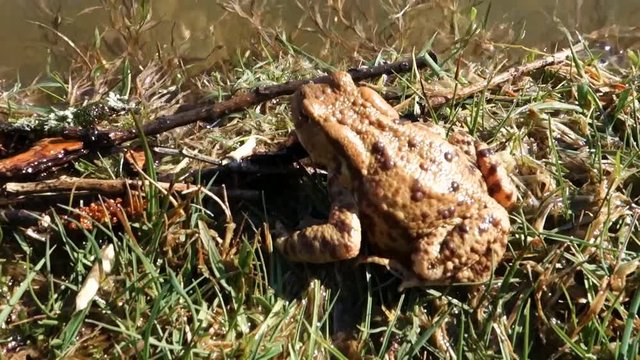 Frog on the lake shore