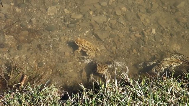 Frog on the lake shore