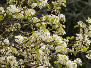 Pyrus calleryana - Poirier de Chine ou poirier d'ornement à fleurs blanches printanières