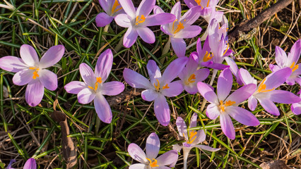 Snowdrops crocus fresh flower. Spring background. Beautiful spring flowers in grass on sunny day. Close up view with blurred background. - 259773783