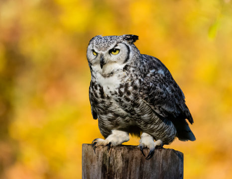 Great Horned Owl perched on a wooden post, British Columbia, Canada