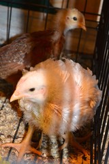 Chicks