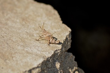 Camoflaged Cricket