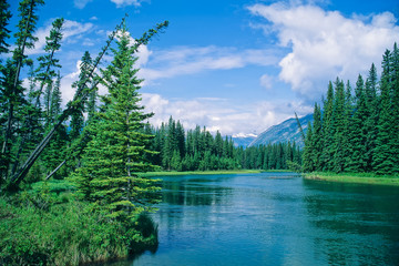 Bow River flows through forest near Banff, Banff National Park, Alberta, Canada