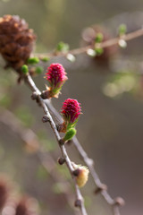 Lärchenblüte