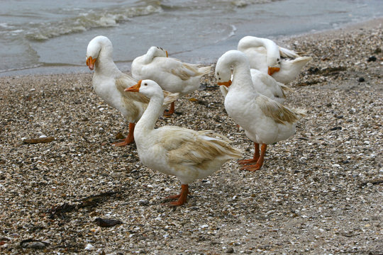 Five ducks standing on the beach, Anyer, Banten, West Java, Indonesia