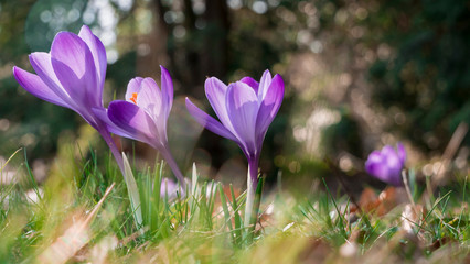 Snowdrops crocus fresh flower. Spring background. Beautiful spring flowers in grass on sunny day. Close up view with blurred background. - 259774703