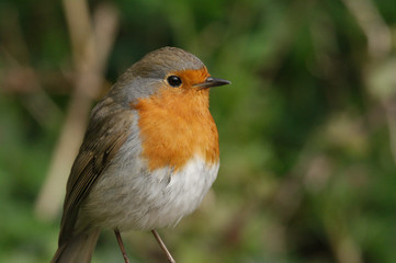 robin