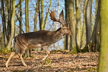 Naklejka na ściany i meble Beautiful animal in a wild forest in nature. Fallow deer (Dama dama)