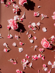 carnation flower petals and other