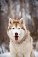 Beautiful, cute and free Siberian Husky dog sitting on the snow path in the winter forest