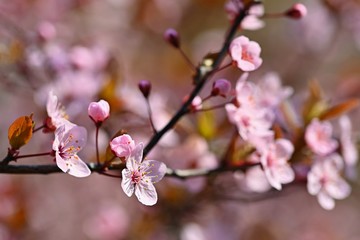 Springtime. Beautiful flowering Japanese cherry - Sakura. Colorful background with flowers  and sun on a spring day.