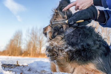the owner is combing a German Shepherd Dog outside on a sunny winter day while she is chewing on a stick