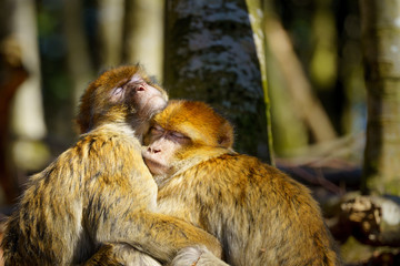 Innige Umarmung zweier Berberaffen, die den Moment geniessen