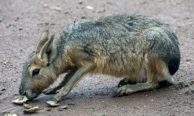 Naklejka premium Patagonian cavy. Latin name - Dolichotis patagonum 