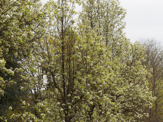 Poirier de Chine en fleurs (Pyrus calleryana)