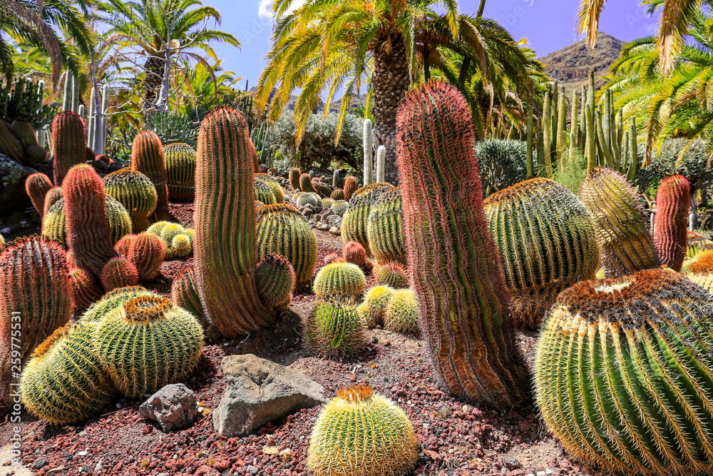 Poster Cactus plantation and summer time 