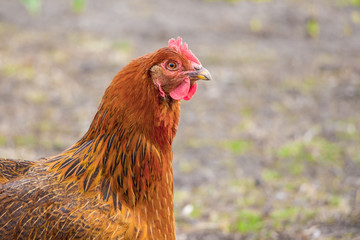 Brown chicken close up on blurry background. Breeding of poultry_