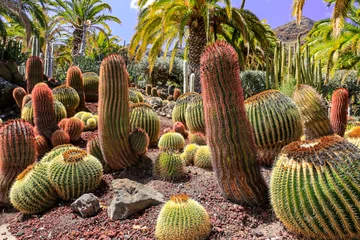 Abwaschbare Fototapete Kaktusplantage und Sommerzeit © magdal3na
