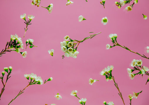 chamelaucium uncinatum flowers on pink background