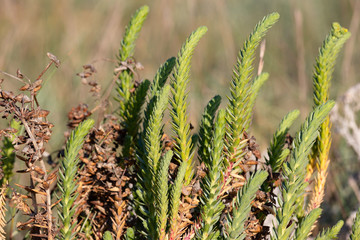 Plante sauvage de sable