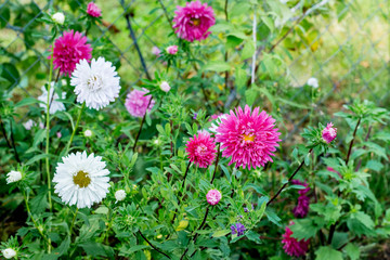 White and pink Asters blossom on the flowerbed. Growing flowers_