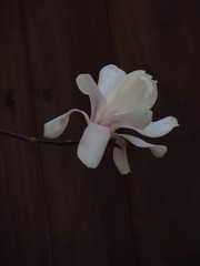 white Magnolia flower on black background