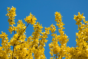 Blooming Forsythia. Spring background. Yellow flowers tree brunches on blue sky background on sunny day in spring - 259776165
