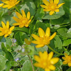 Blühendes Scharbockskraut, Ficaria verna