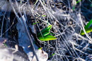 Green, young and fresh vegetation among the dry grass, the first sign of the spring season and warmth. New growing life. Flowers, bulbs and lawn. Germination and cultivation in the garden and field.