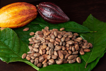 Dry cacao seeds